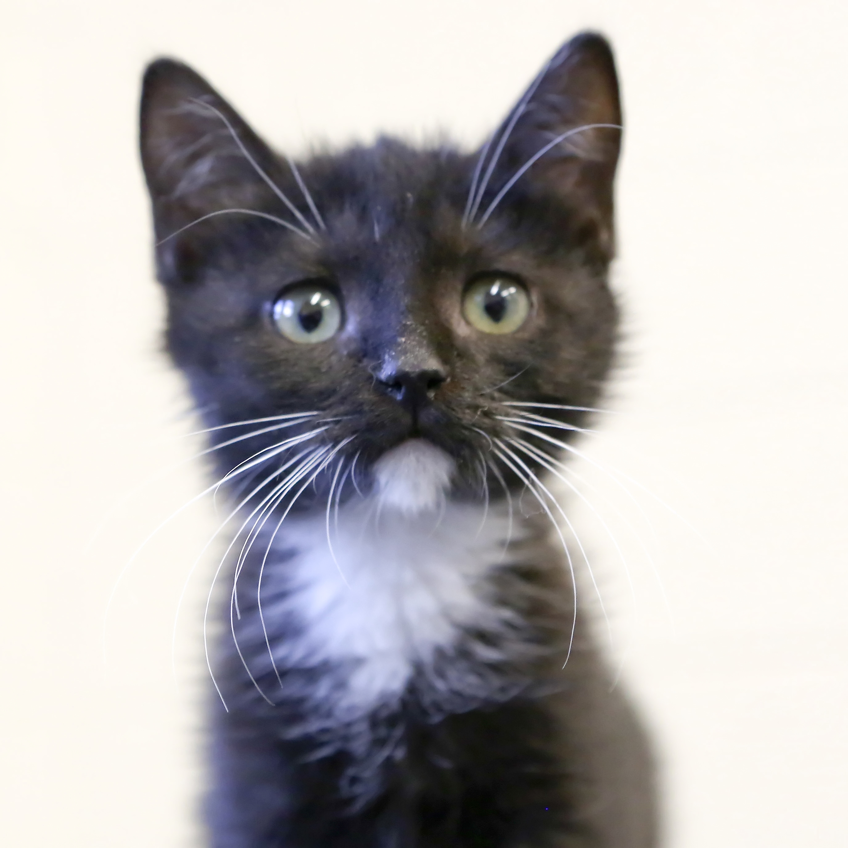 cat ear mites natural remedy,eye infection natural remedies, herbal remedy for cat abesses,