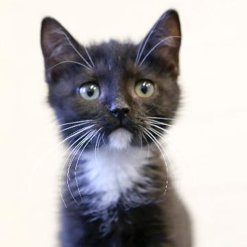 natural remedy for cat illnesses, homeopathic medicine for cat illnesses, herbal remedy for cats,